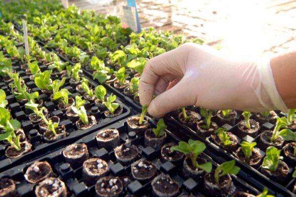 Propagating Plants In Your Nursery