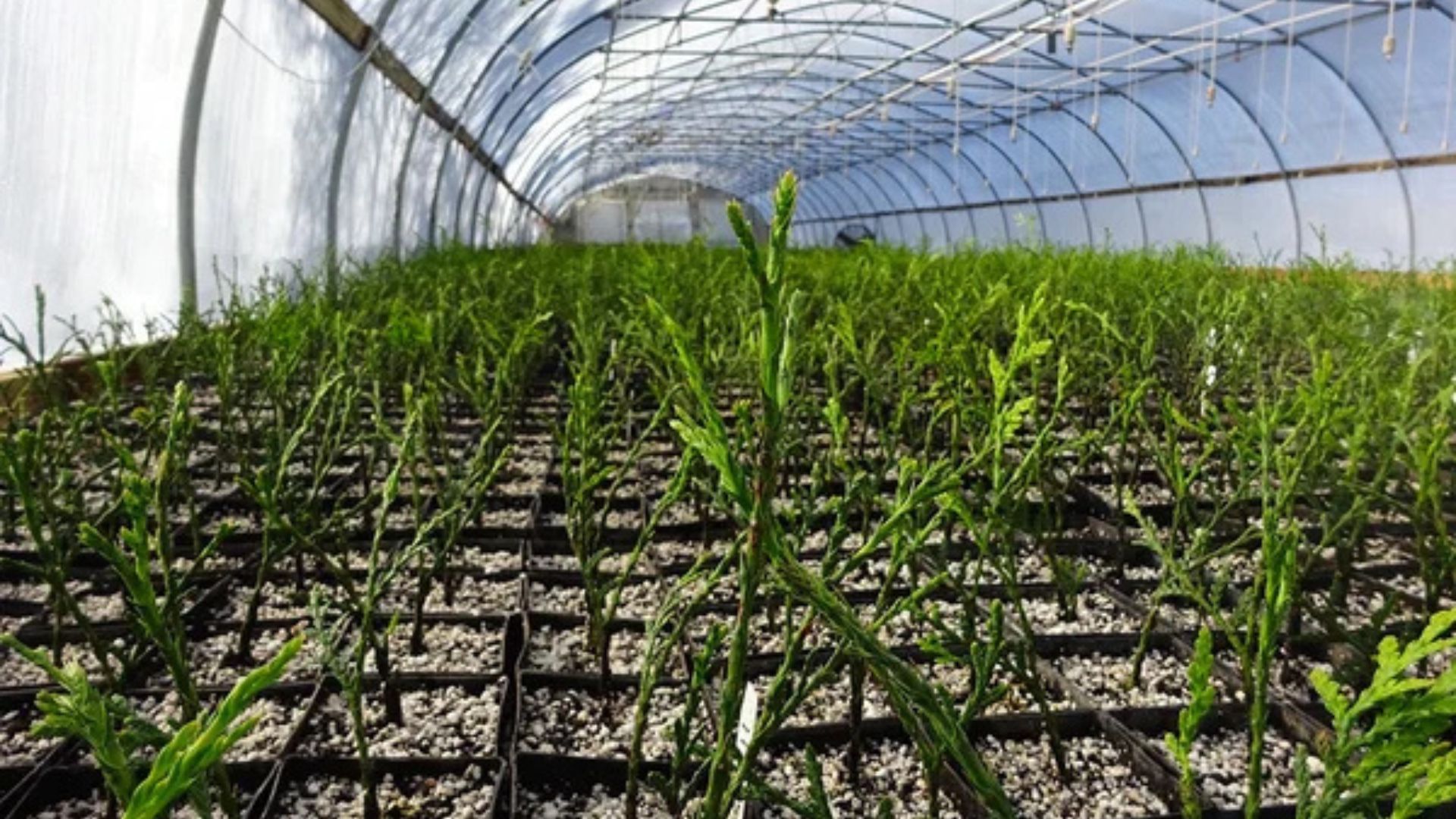 Propagating Plants In Your Nursery