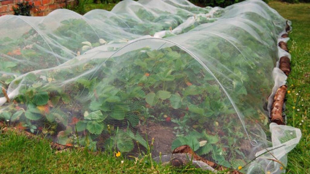 Protecting seedlings from pests.
