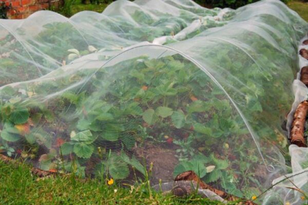 Protecting seedlings from pests.