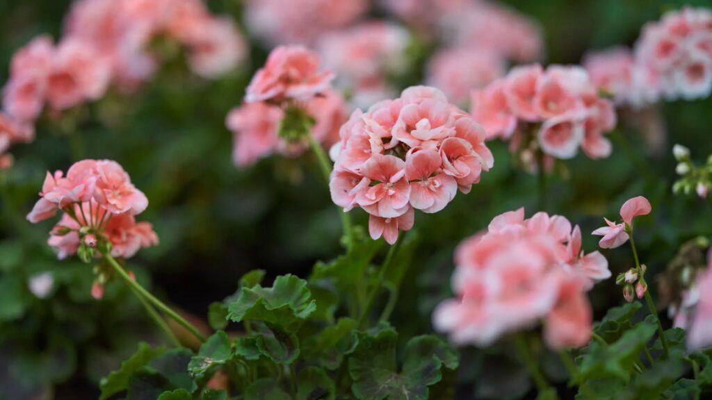 Seasonal Outdoor Plants That Bloom Year-Round