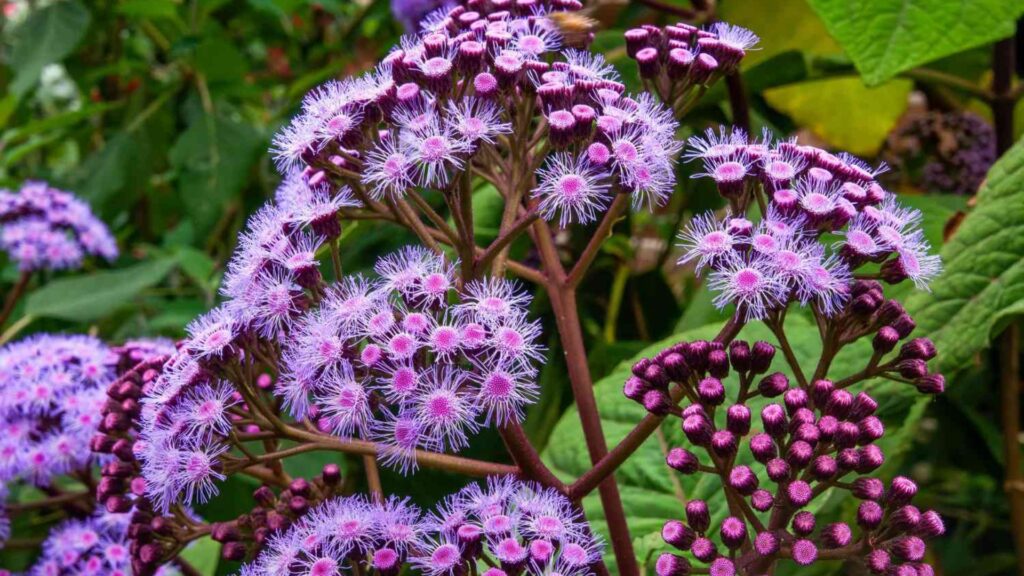 Shade-Loving Outdoor Plants You’ll Love