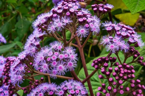 Shade-Loving Outdoor Plants You’ll Love