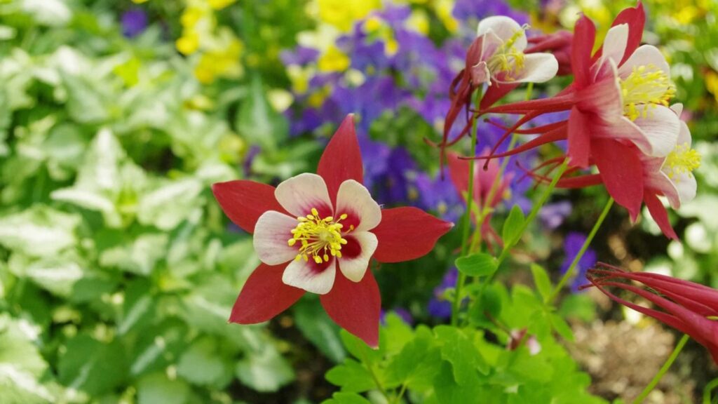 Shade-Loving Outdoor Plants You’ll Love