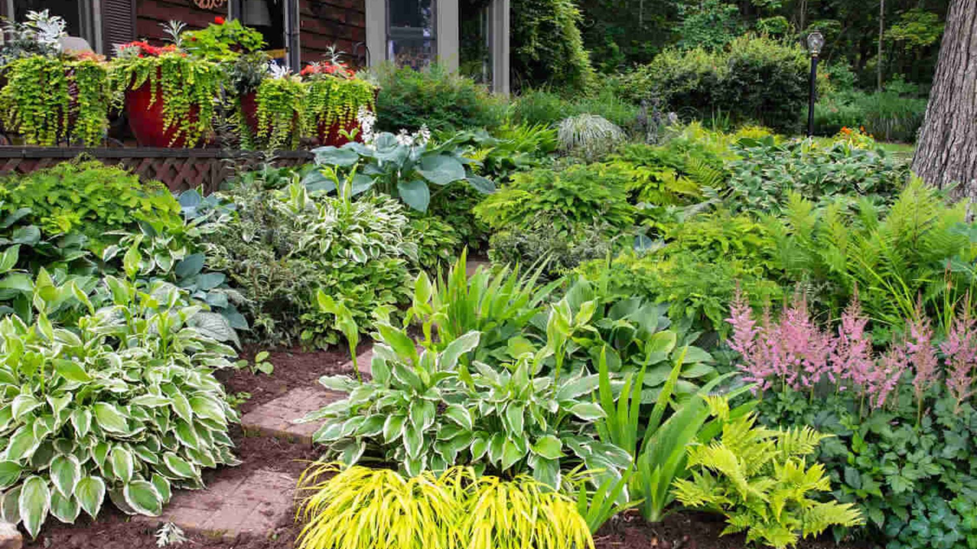 Shaded Areas Need Outdoor Plants