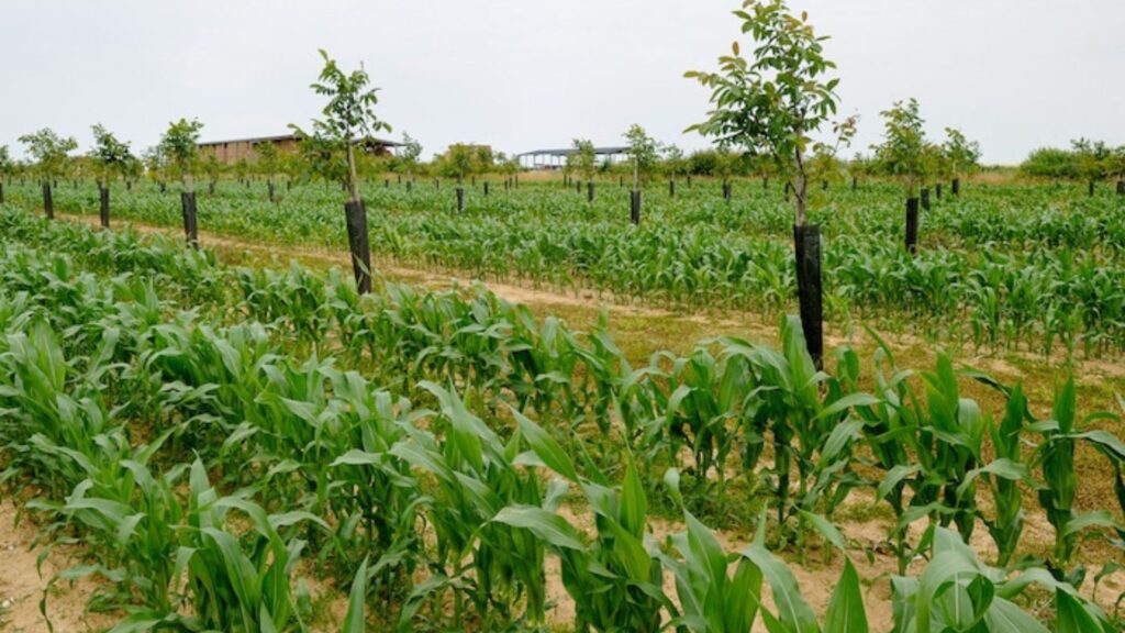 Small Farms Use Green Farming Techniques