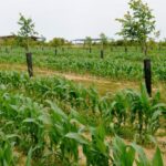 Small Farms Use Green Farming Techniques