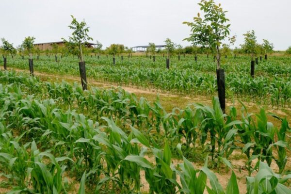 Small Farms Use Green Farming Techniques