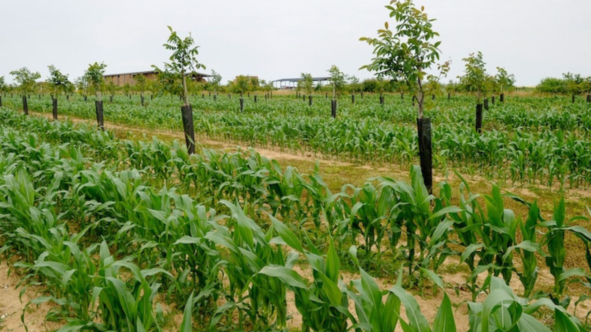 Small Farms Use Green Farming Techniques