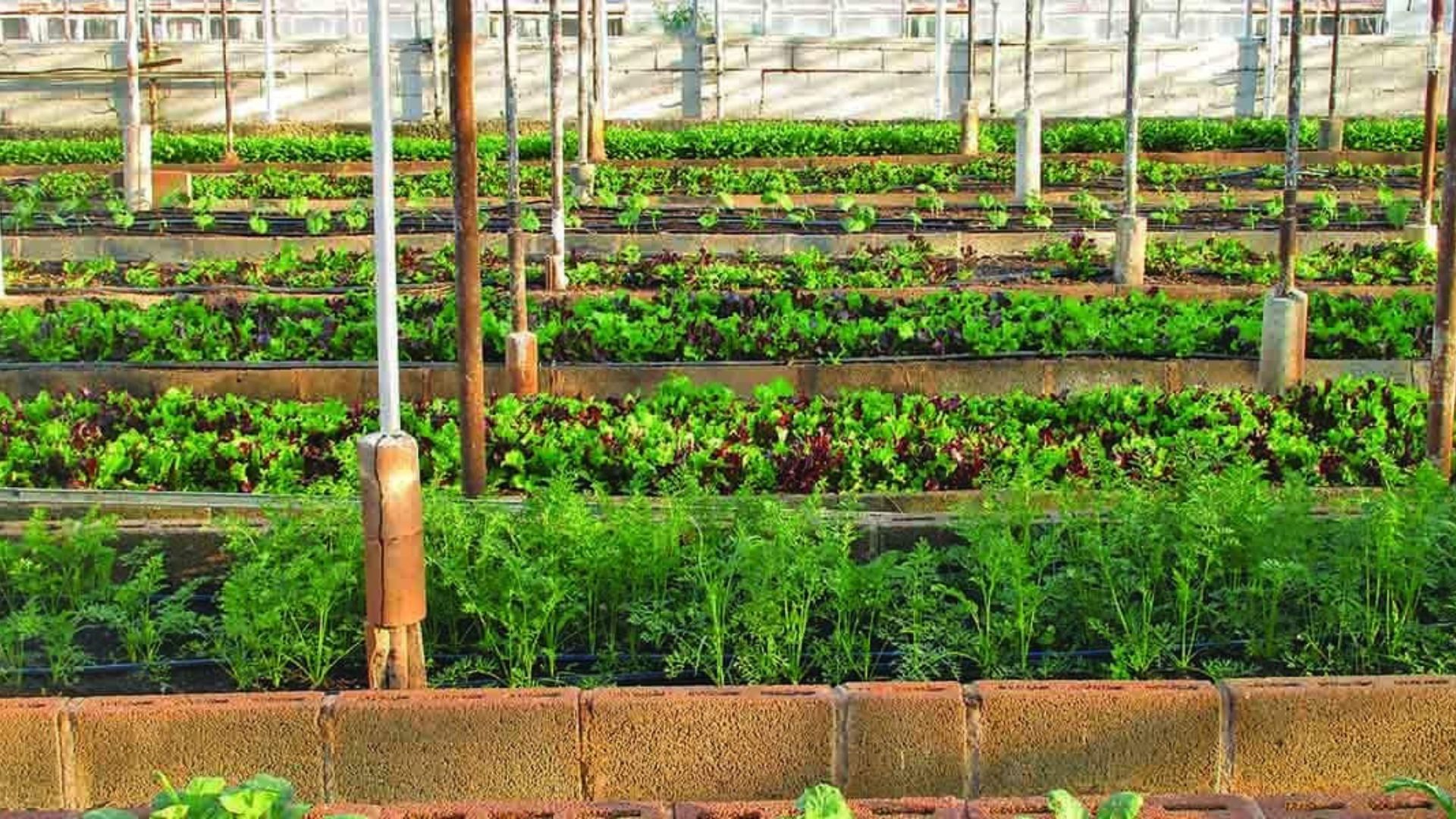 Small Farms Use Green Farming Techniques