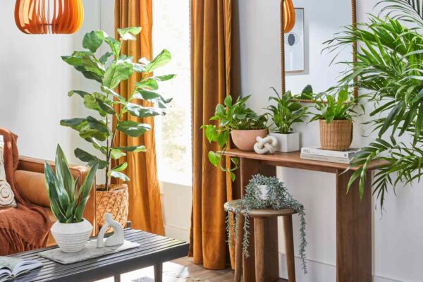 Small-space plant arrangements