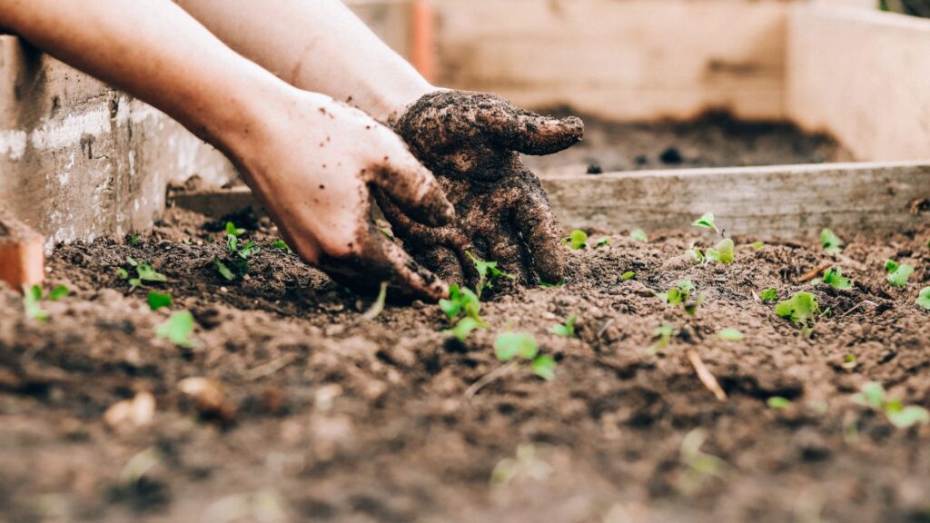 Soil Preparation Tips for Thriving Outdoor Plants