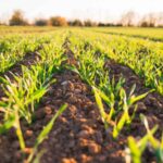 Soil Quality Tips In Green Farming