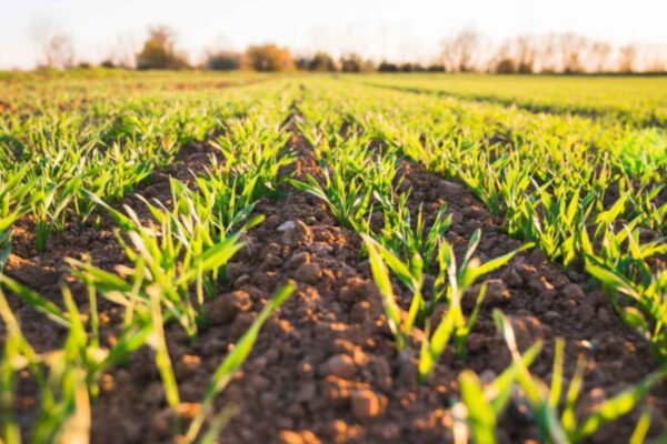 Soil Quality Tips In Green Farming