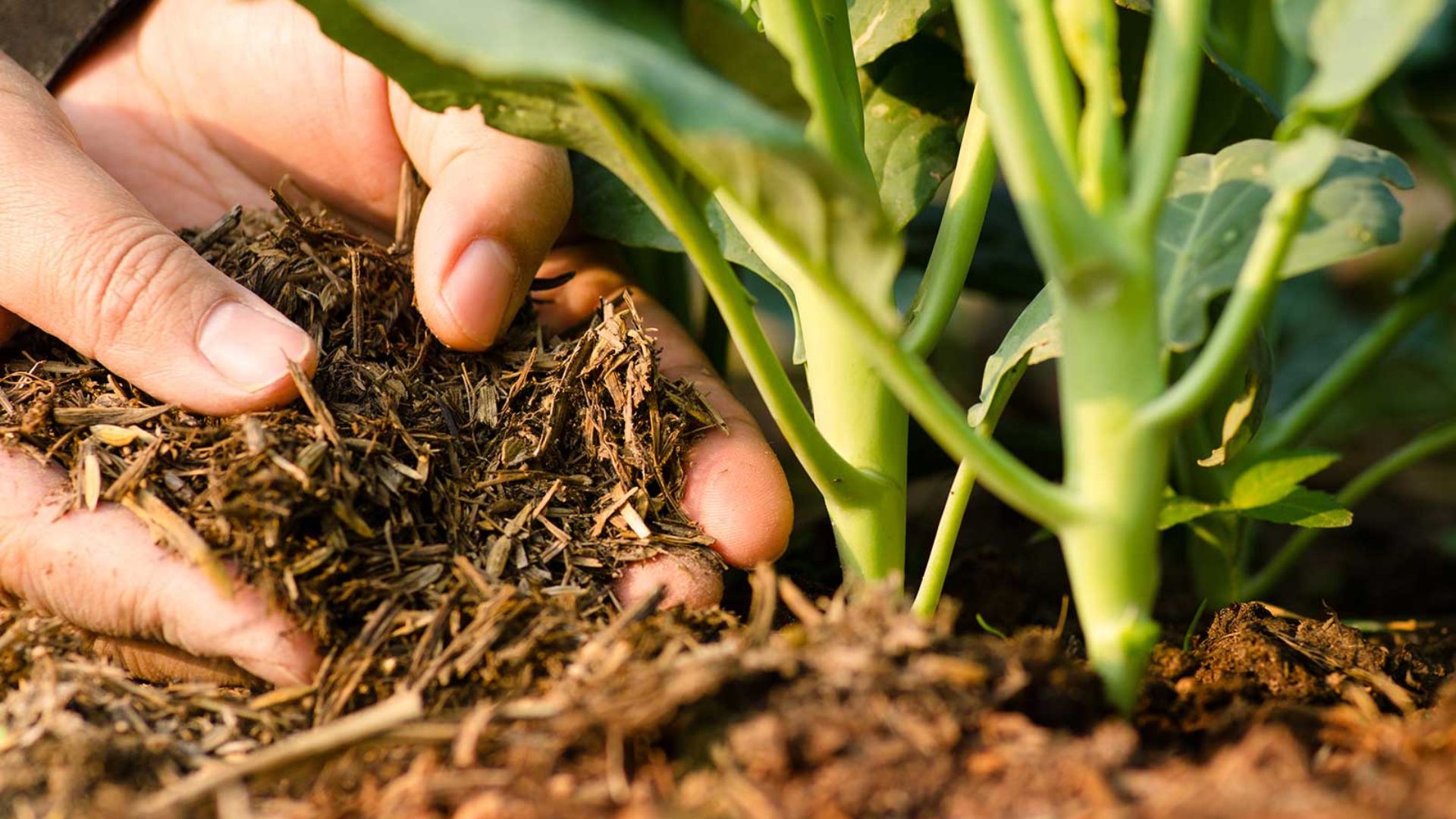 Soil Quality Tips In Green Farming