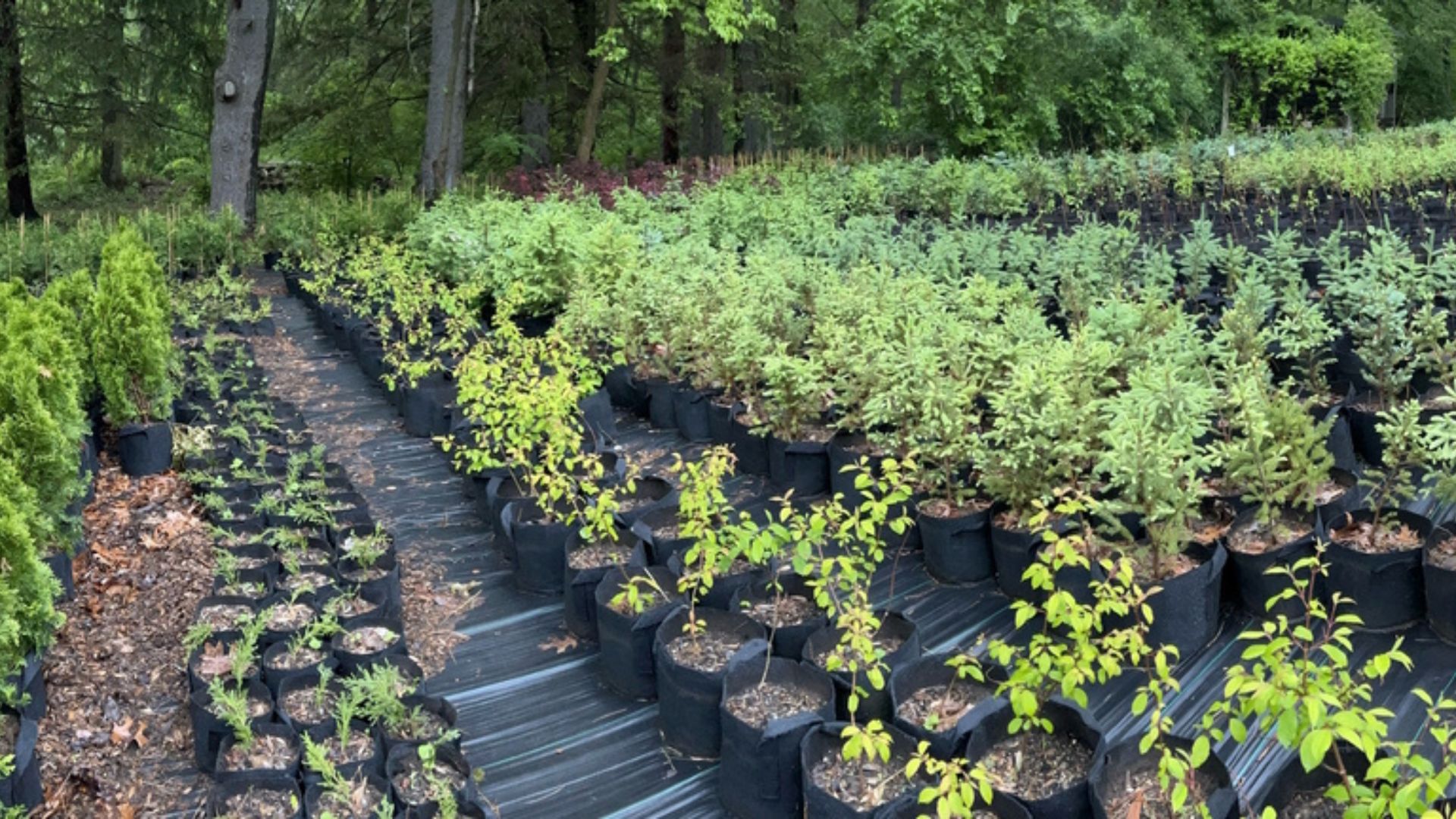 Starting A Backyard Plant Nursery