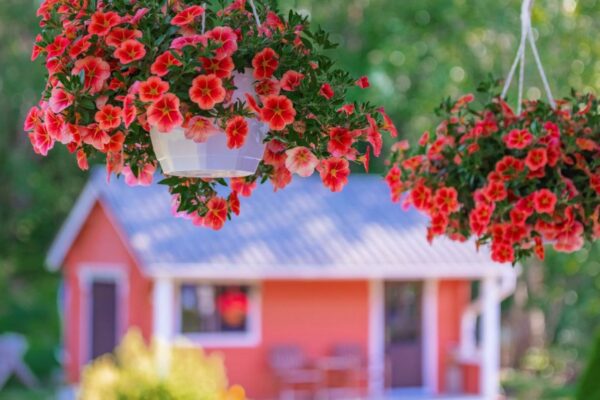 Styling Your Indoor and Outdoor Space with Hanging Plants