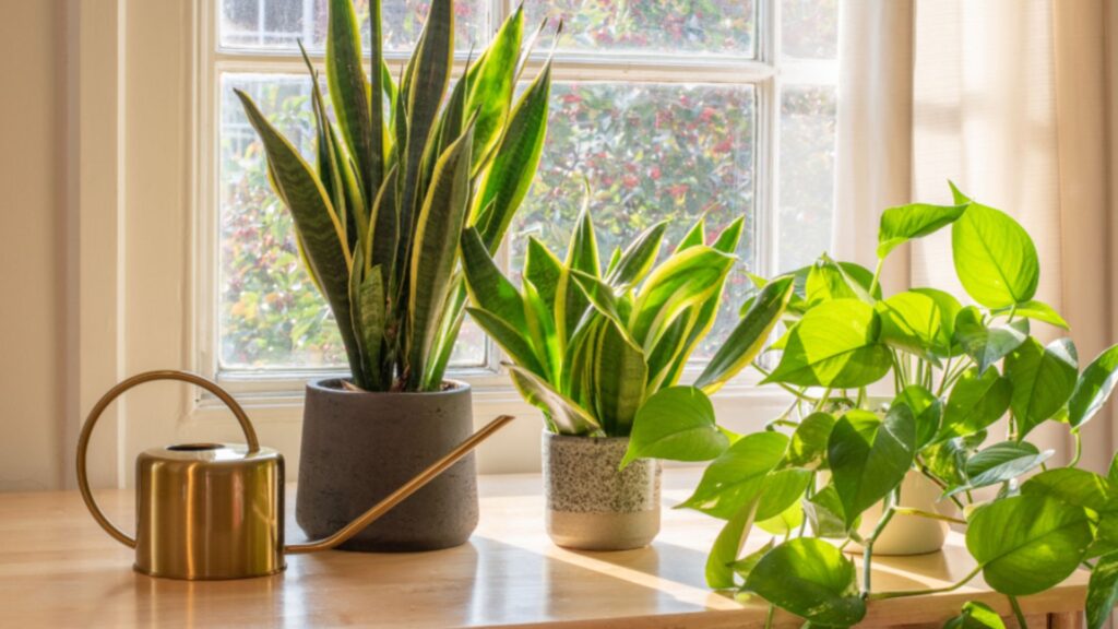 The Psychology of Plants Do Indoor Plants Make You Happier (1)