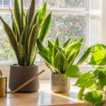 The Psychology of Plants Do Indoor Plants Make You Happier (1)