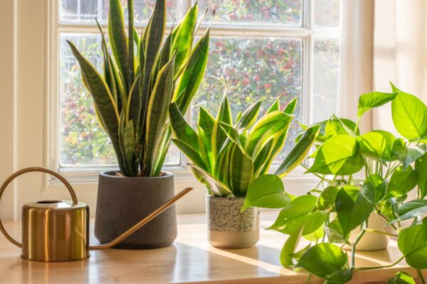 The Psychology of Plants: Do Indoor Plants Make You Happier? The Psychology of Plants Do Indoor Plants Make You Happier (1)