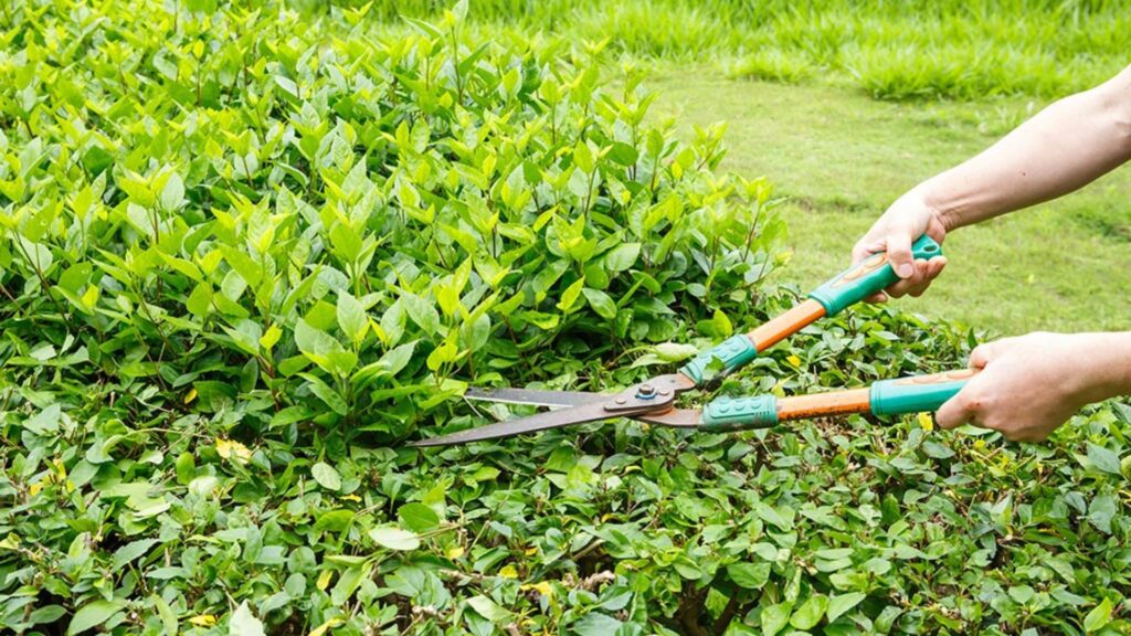 The Complete Guide to Pruning Outdoor Shrubs and Trees