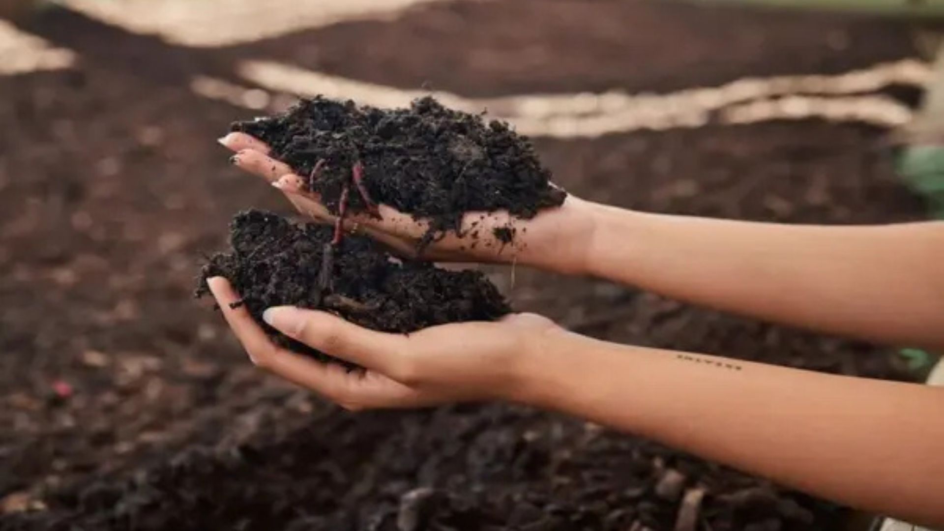 The Role of Composting in Eco-Friendly Farming