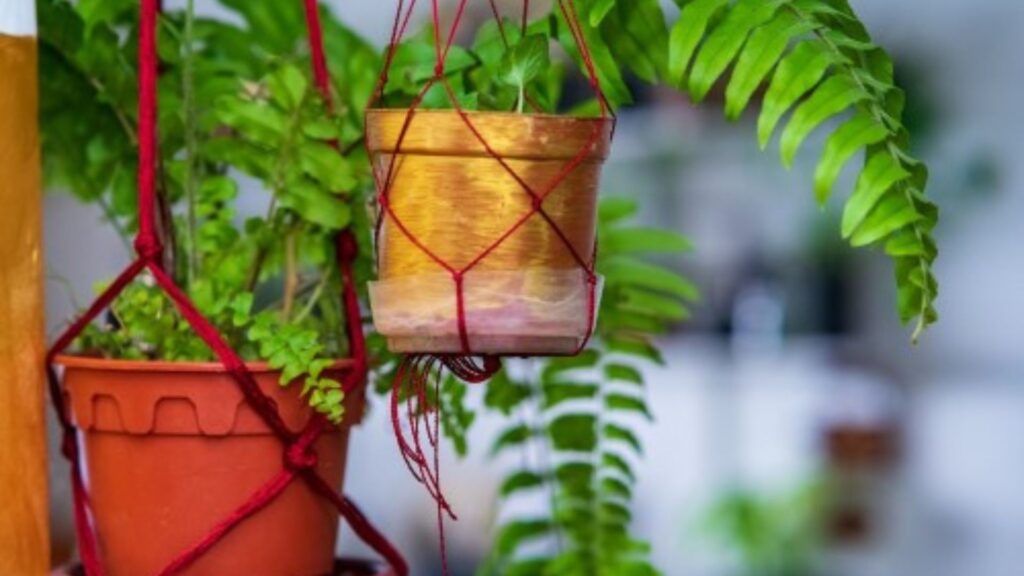 Top 10 Air-Purifying Indoor Plants You Should Own