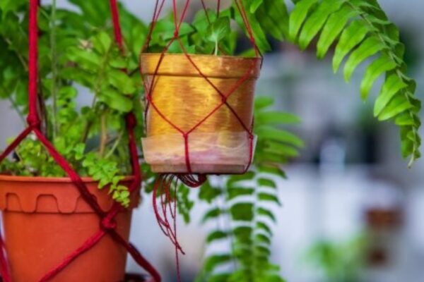 Top 10 Air-Purifying Indoor Plants You Should Own