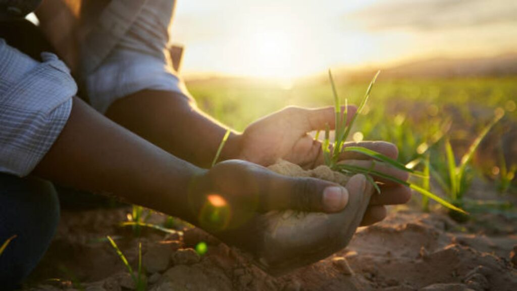 Top 10 Sustainable Farming Practices That Work