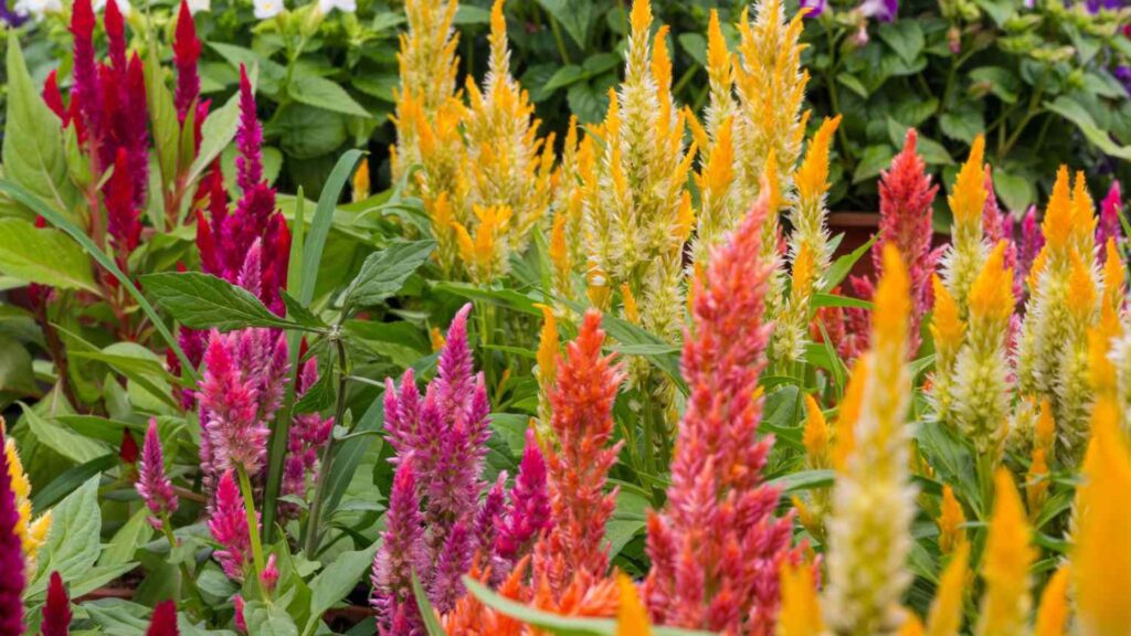 Top 5 Outdoor Plants That Thrive in Full Sun