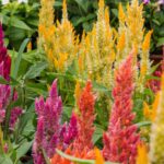 Top 5 Outdoor Plants That Thrive in Full Sun
