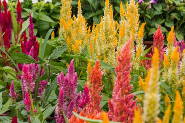 Top 5 Outdoor Plants That Thrive in Full Sun