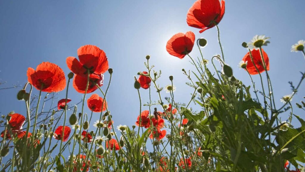 Top 5 Outdoor Plants That Thrive in Full Sun