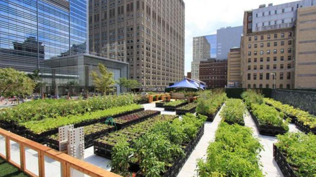 Urban Areas Benefit From Green Farming