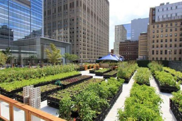Urban Areas Benefit From Green Farming