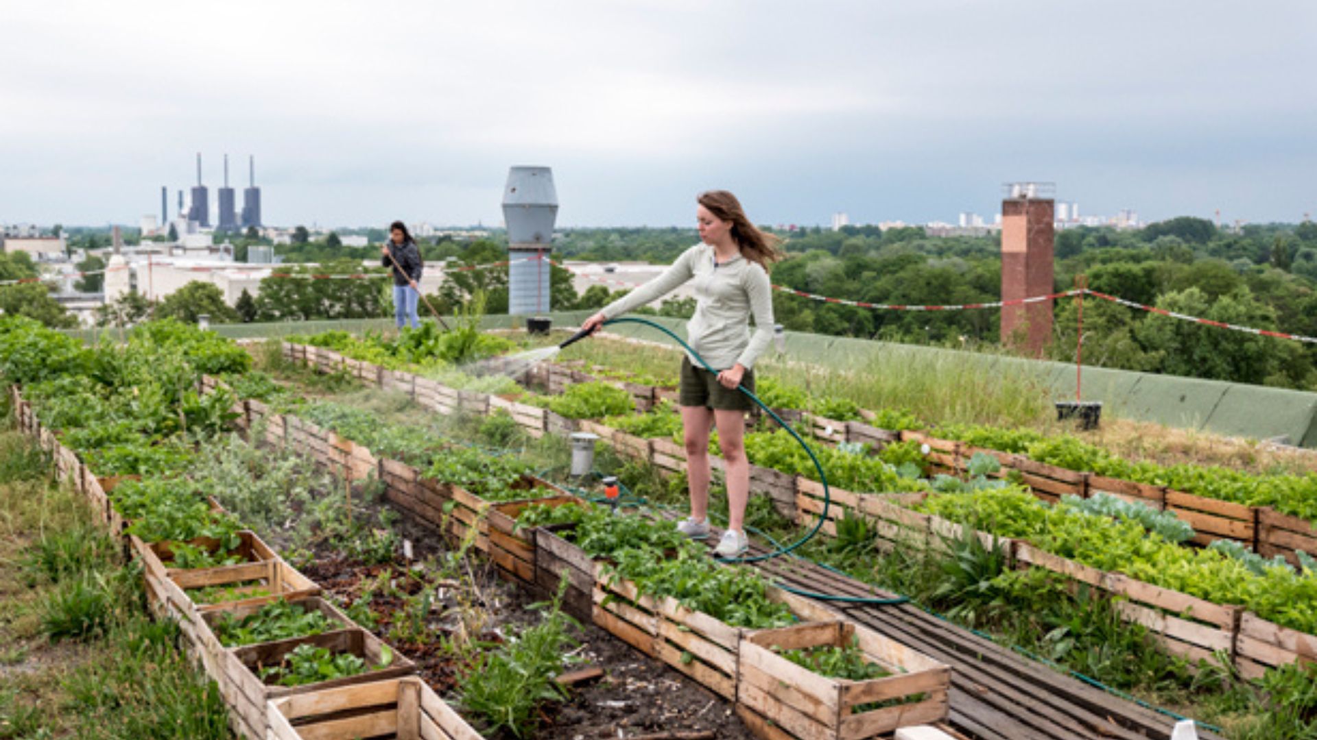 Urban Areas Benefit From Green Farming