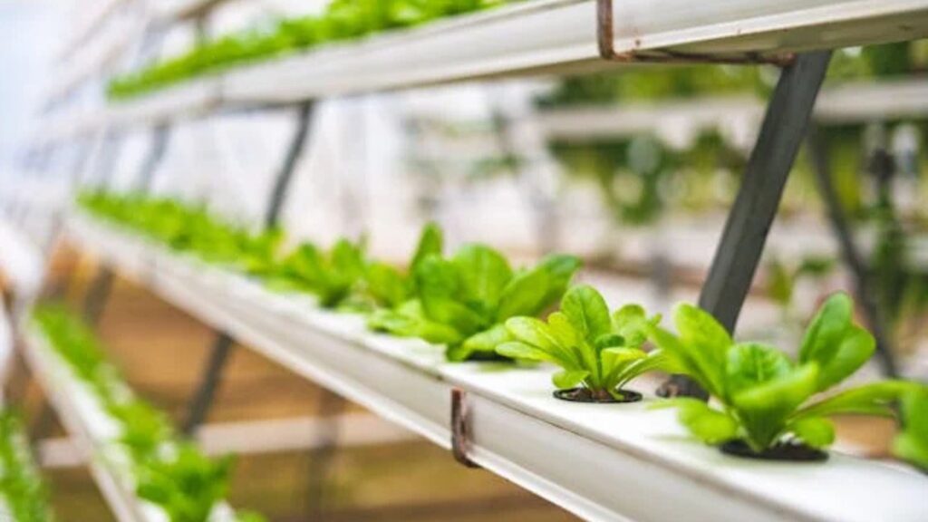 Vertical Farming at Home Is It Worth It