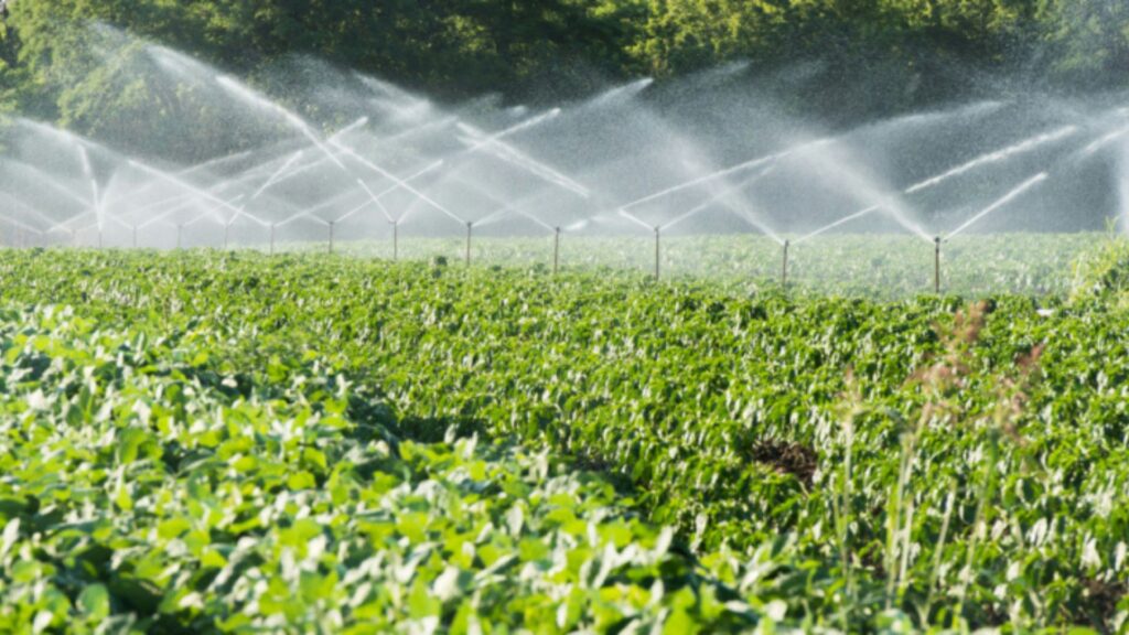 Water-saving irrigation tips.