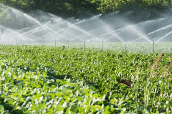 Water-saving irrigation tips.