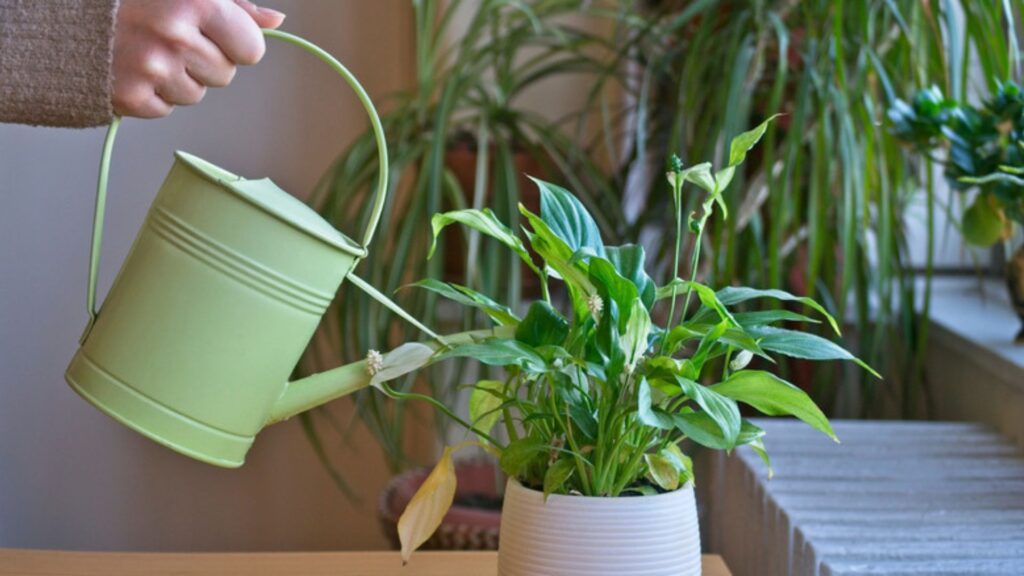 Watering Mistakes to Avoid with Indoor Plants