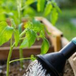 Watering Tips For Nursery Success