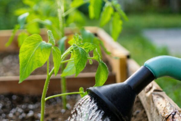 Watering Tips For Nursery Success