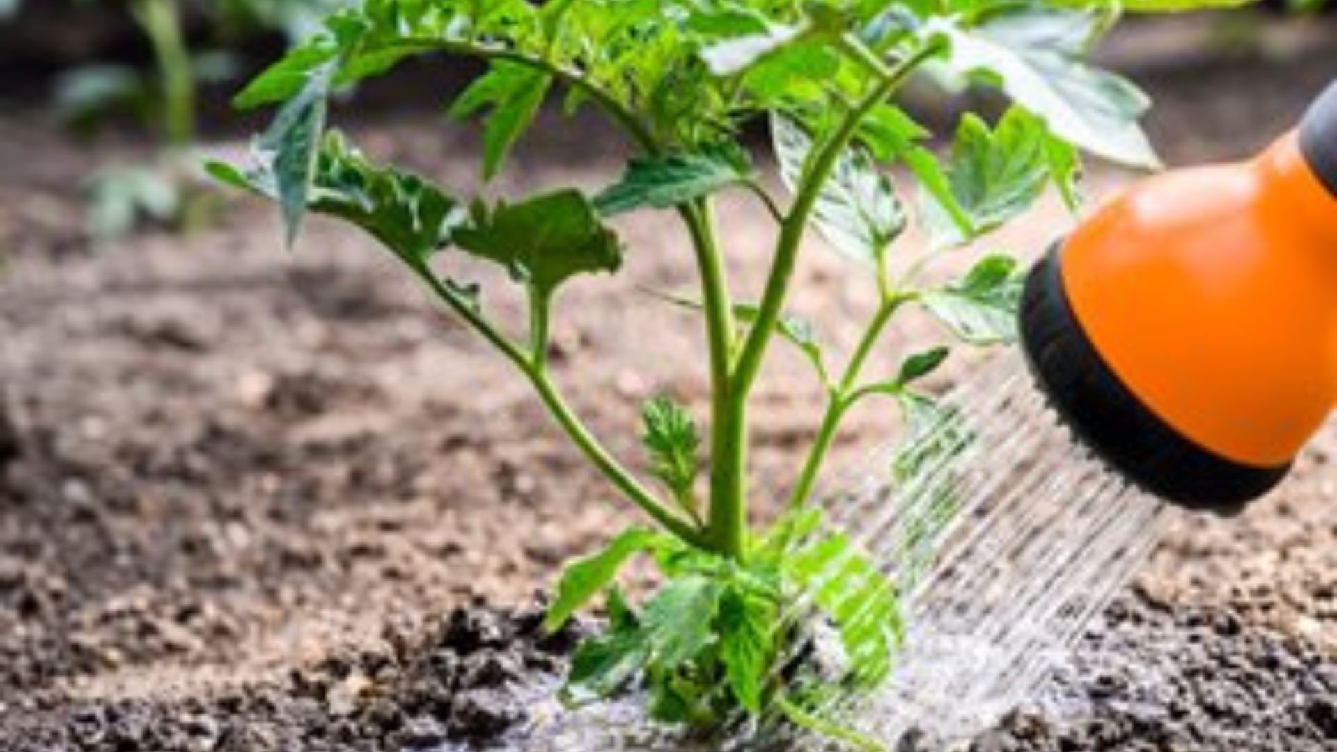 Watering Tips For Nursery Success