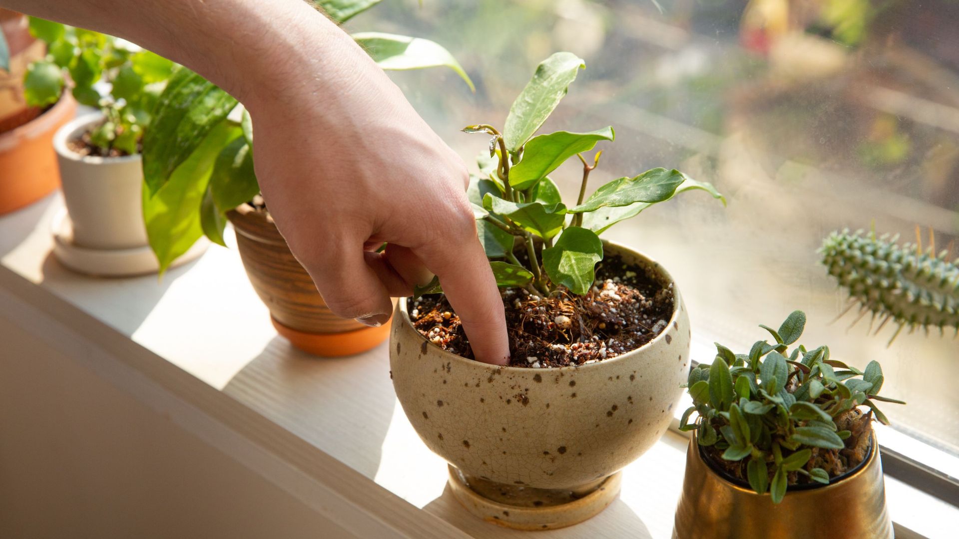Watering schedules for young plants