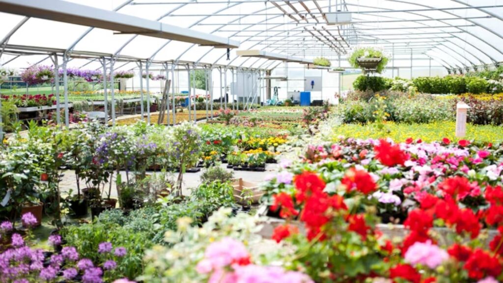What to Look for When Buying Plants from a Nursery (1)