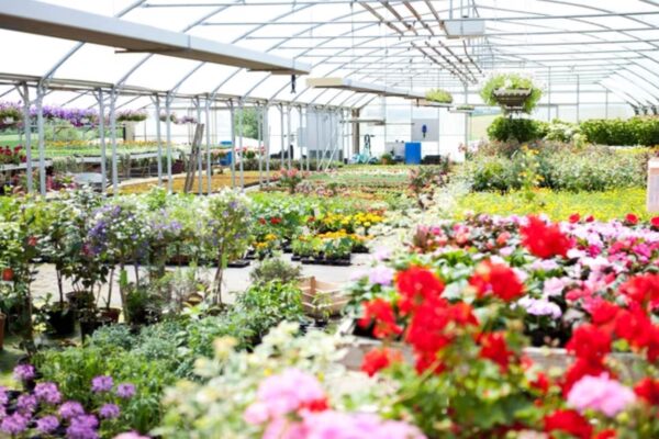 What to Look for When Buying Plants from a Nursery (1)
