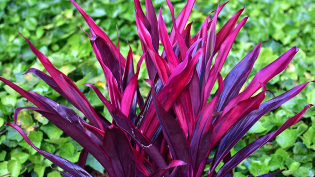Year-Round Color Comes From Outdoor Plants.