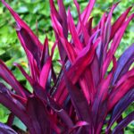 Year-Round Color Comes From Outdoor Plants.
