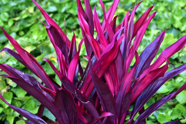Year-Round Color Comes From Outdoor Plants.