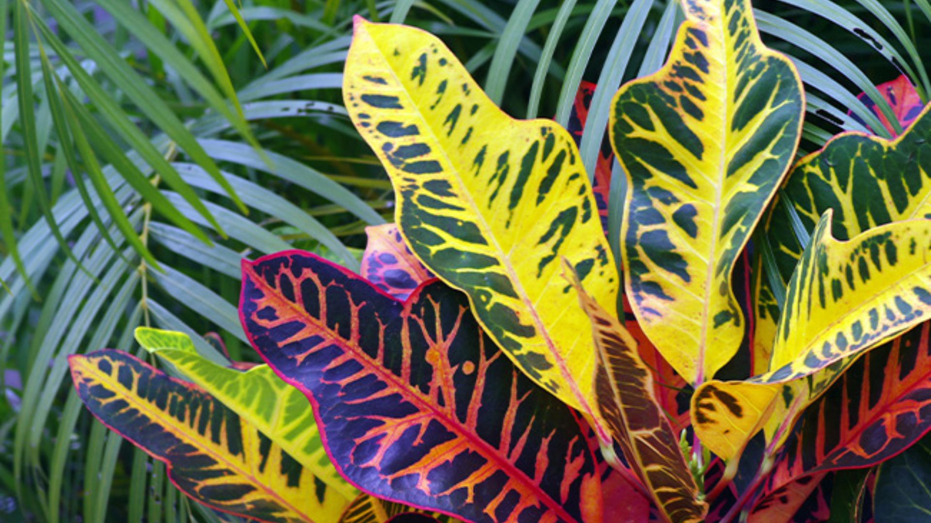 Year-Round Color Comes From Outdoor Plants